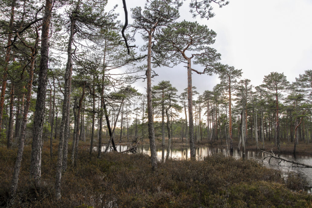 Kuresoo rabasaar. Foto autor Sandra Urvak